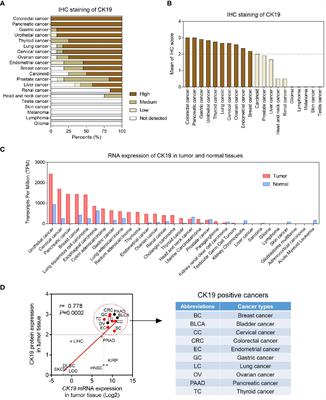 Diagnostic value of one-step nucleic acid amplification for sentinel lymph node metastasis in cytokeratin 19-positive tumors: evidence from bioinformatics and meta-analysis